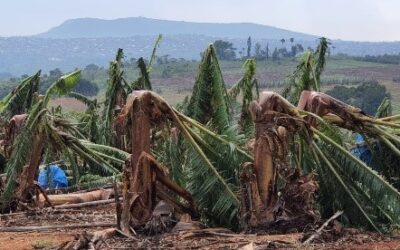 Climate change and banana production – how to pivot