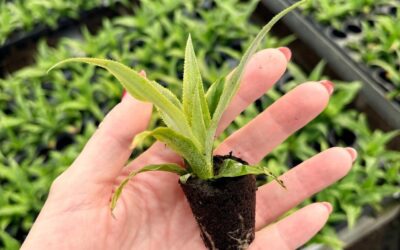 Tissue culture for a new era of pineapple expansion