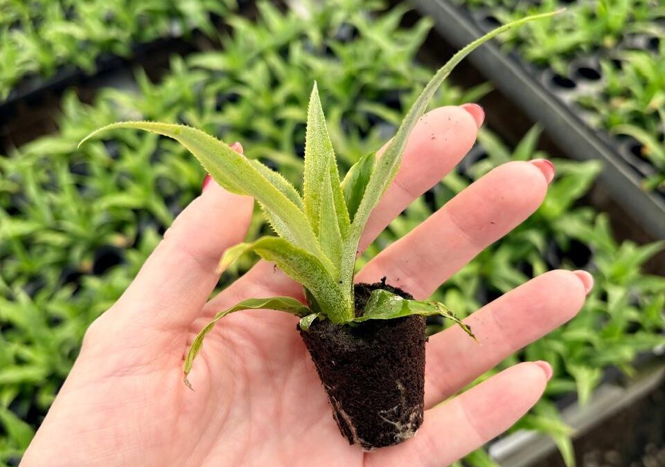 Tissue culture for a new era of pineapple expansion