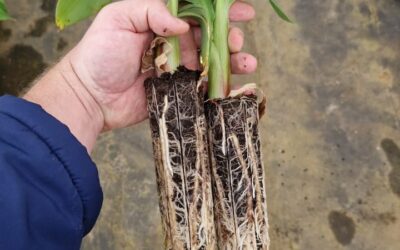 Torpedo banana plants propel tissue culture innovation forward