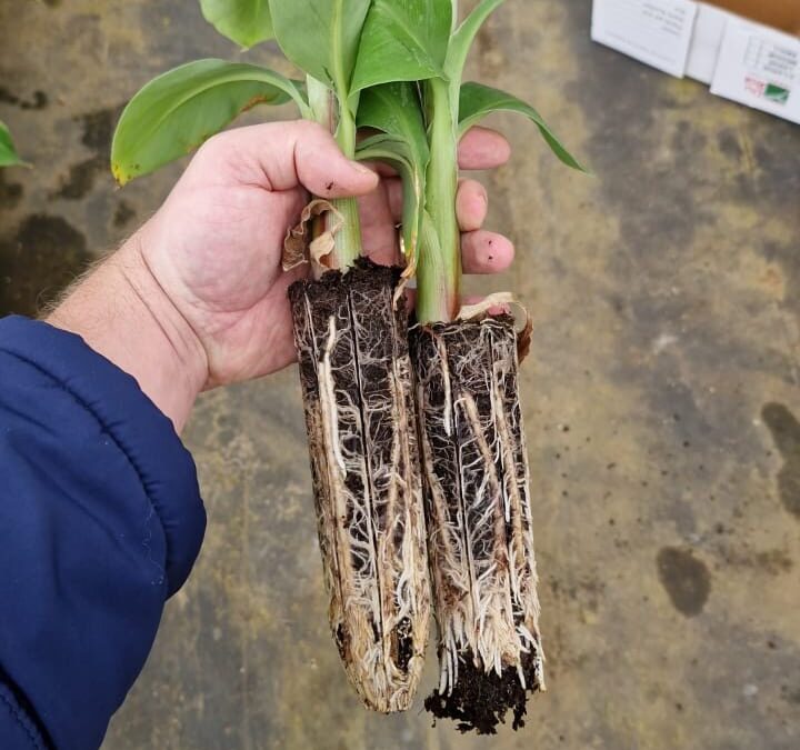 Torpedo banana plants propel tissue culture innovation forward